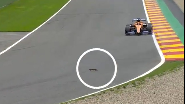 Σκίουρος έκανε την εμφάνισή του στην πίστα SPA της Formula 1